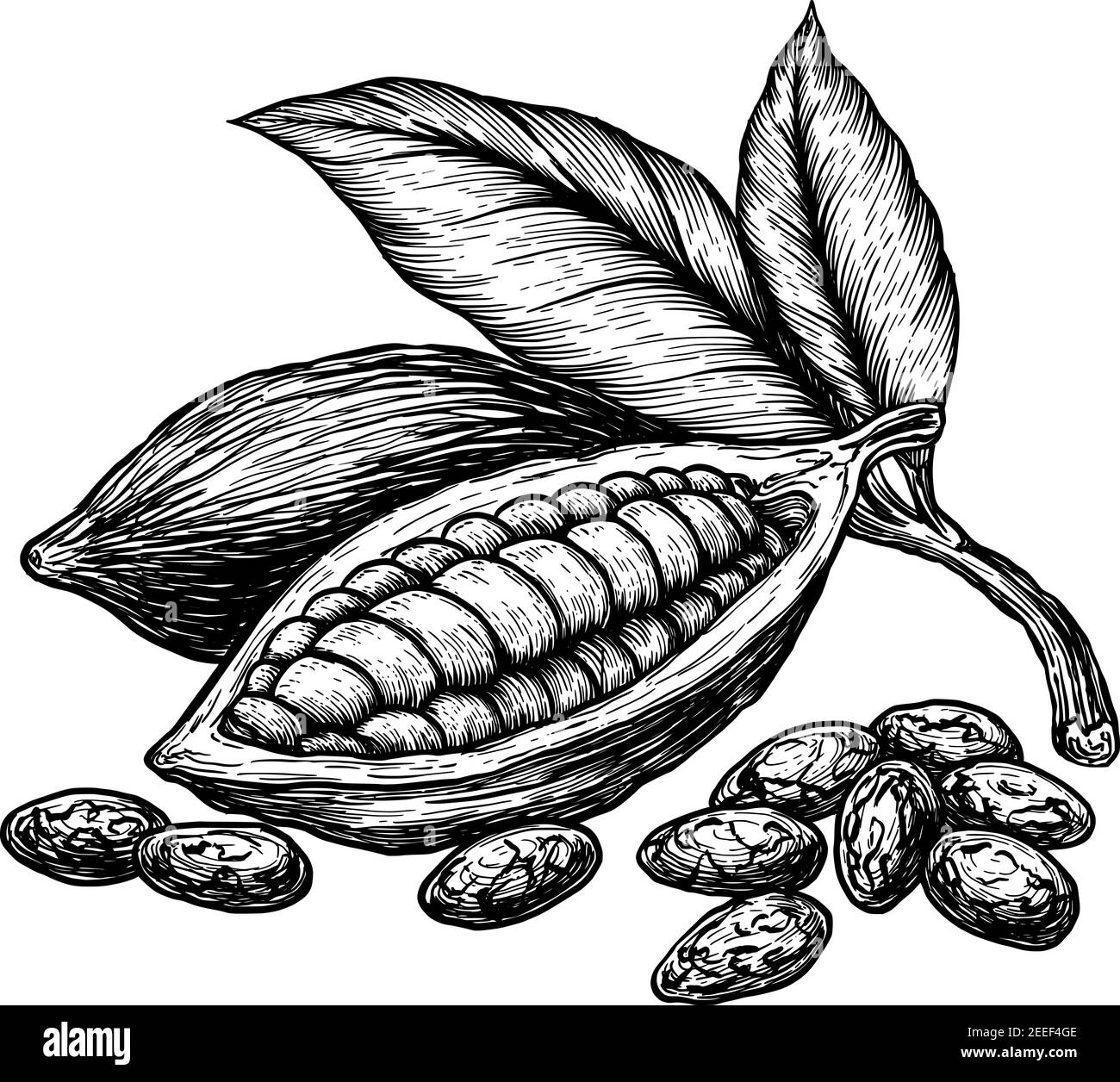 Foglie di cacao e frutti di cacao in grani. Illustrazione vettoriale disegnata a mano su sfondo bianco. Stile di disegno con incisione. Illustrazione Vettoriale