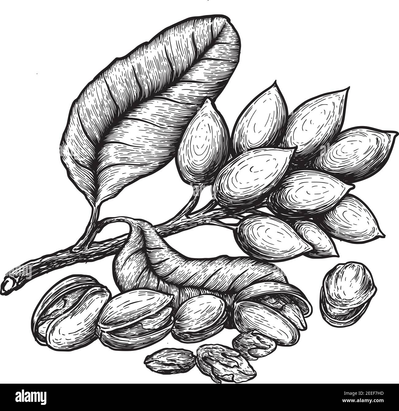 Pistacchi e pistacchi con noci e foglie. Schizzi disegnati a mano illustrazione vettoriale su sfondo bianco in stile vintage. Illustrazione Vettoriale