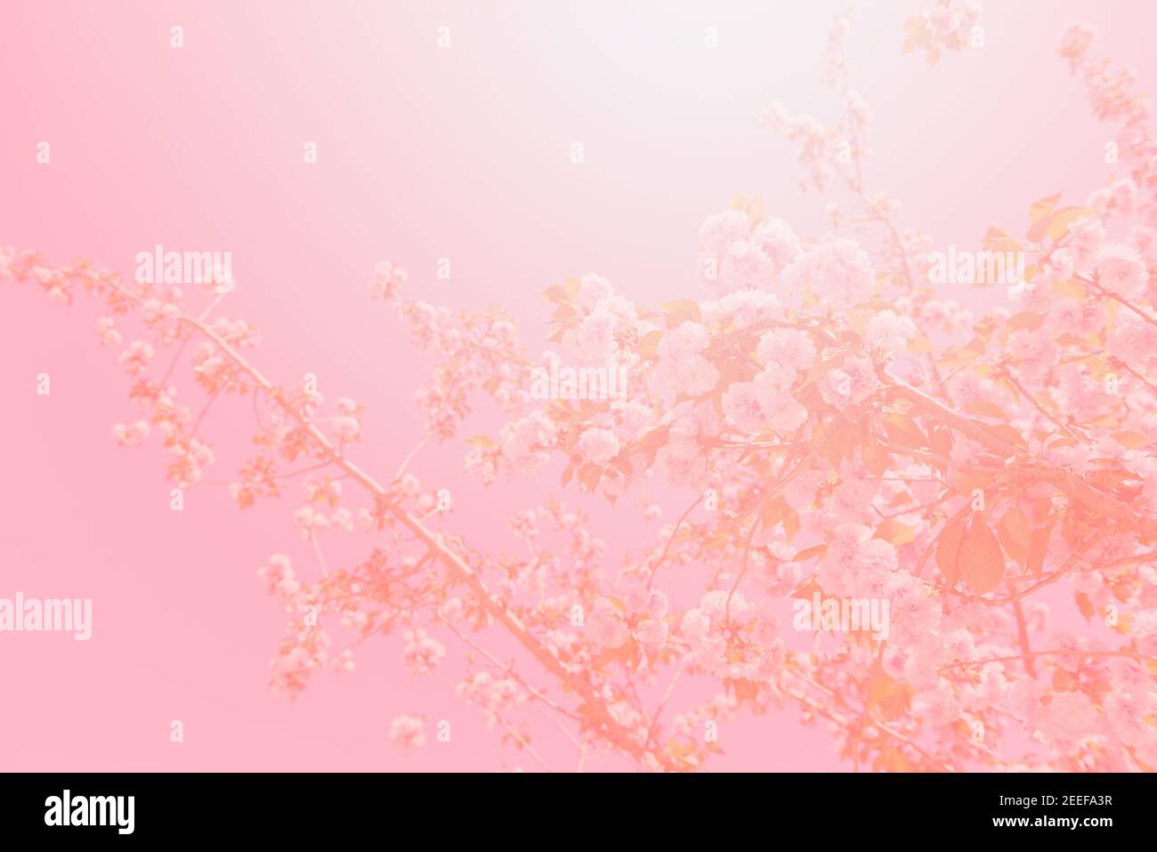 Sfondo di rosa giapponese ornamentale ciliegio albero (Prunus Serrulata) fiore Foto Stock
