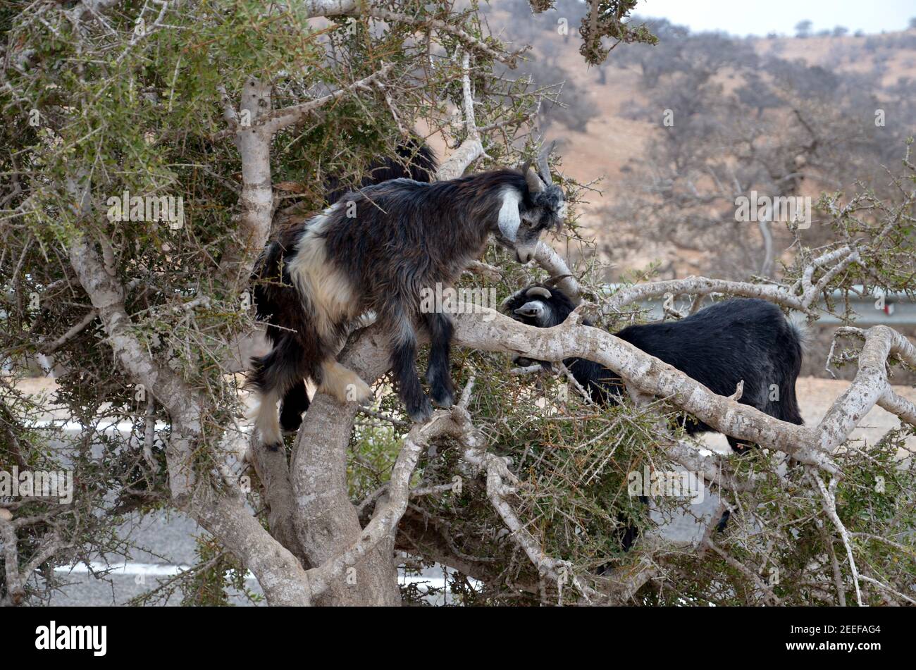 capre sull'albero in marocco Foto Stock