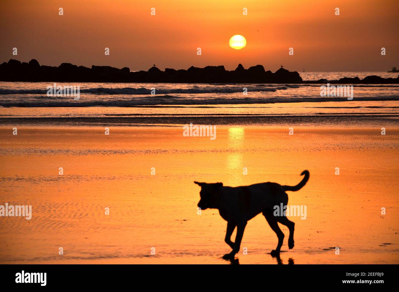 cane al tramonto sulla spiaggia di agadir, marocco Foto Stock