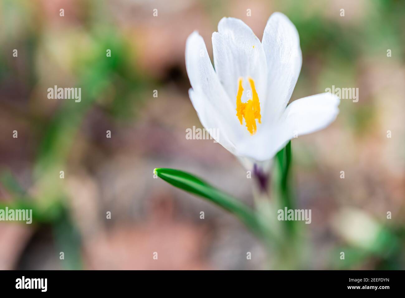 Fresco fiore di crocus selvatico fiorito in primavera. Fiore stagionale. Fiore primaverile. Fiore di Pasqua. Foto Stock