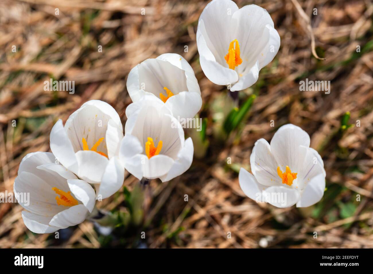 Fiori freschi di crocus selvatici fioriti in primavera. Fiore stagionale. Fiore primaverile. Fiore di Pasqua. Foto Stock