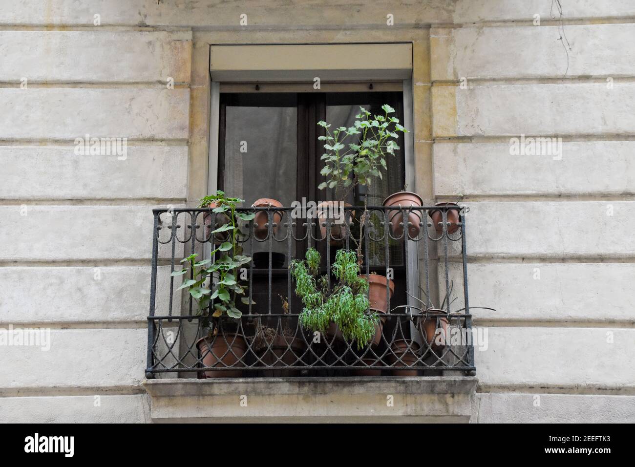 Balcone con piante, piante in vaso. Foto Stock