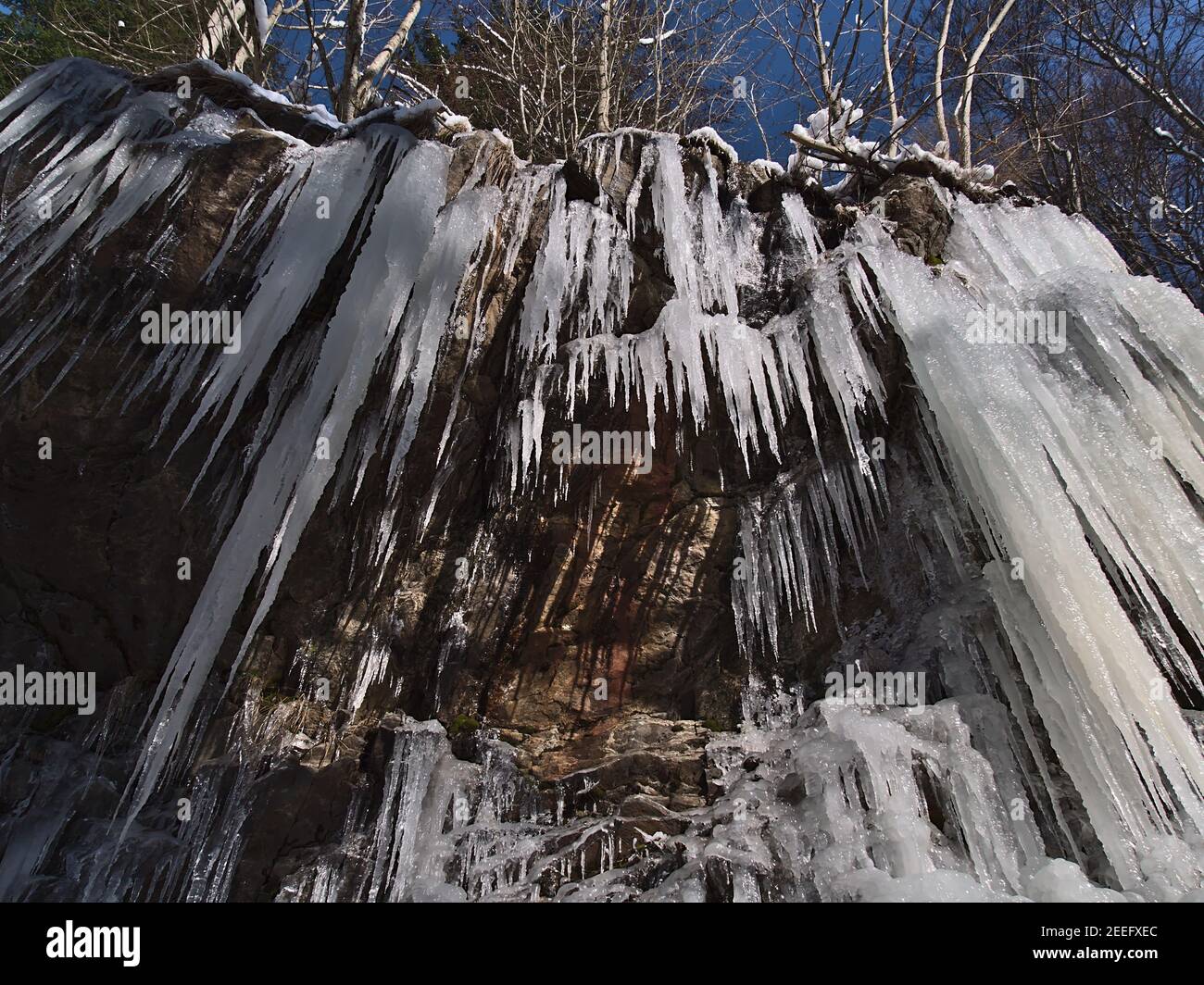 Vista ad angolo basso di uno sbalzo roccioso su un pendio ripido con molte grandi ghiaccioli ghiacciati appesi in giù durante la fredda giornata invernale a Todtnauer Wasserfälle vicino Todtnau. Foto Stock