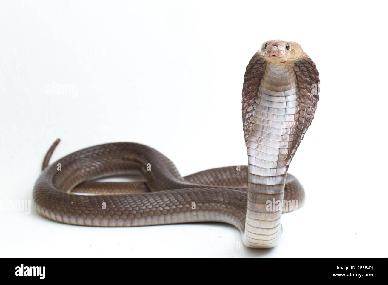 Il Iavan sputare cobra (Naja sputatrix) chiamato anche indonesiano meridionale cobra, o indonesiano cobra. isolato su sfondo bianco Foto Stock