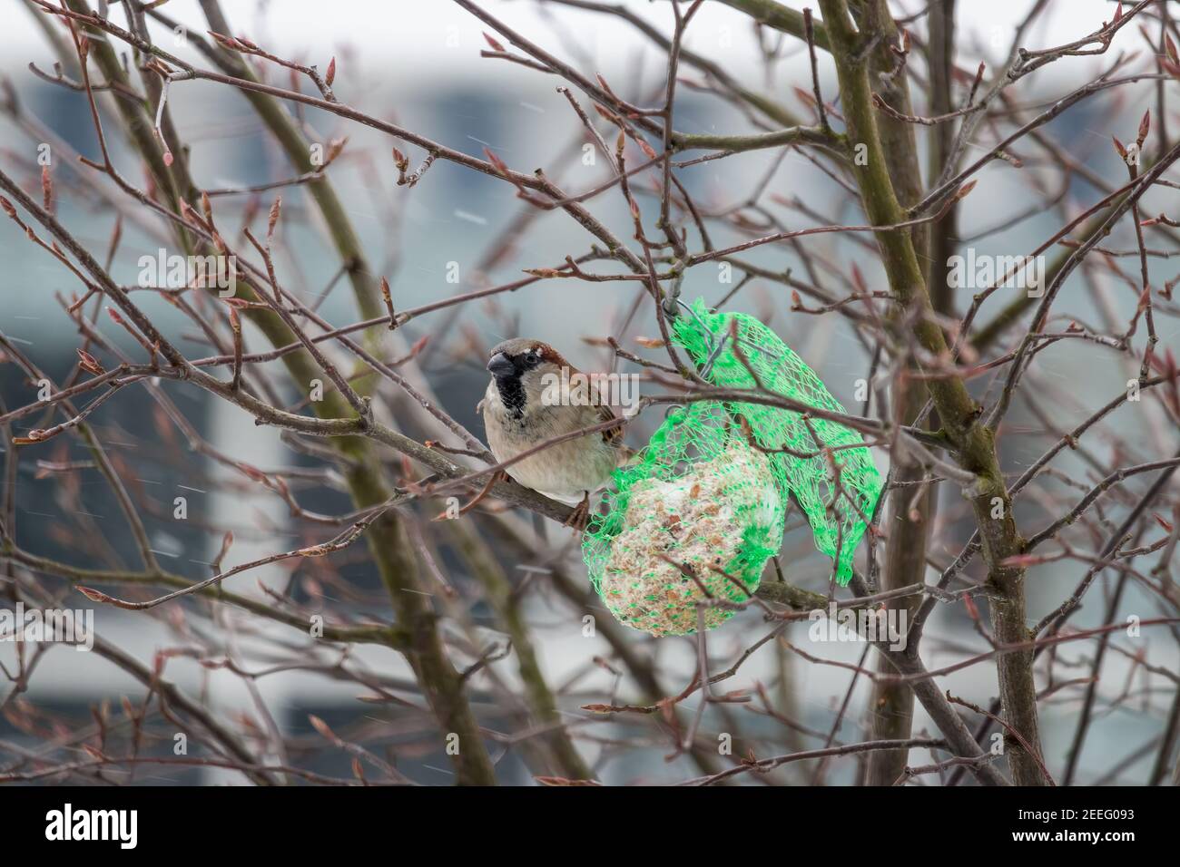 Un passero di casa che cerca di ottenere cibo dal palla grasso di uccello in una tempesta di neve Foto Stock