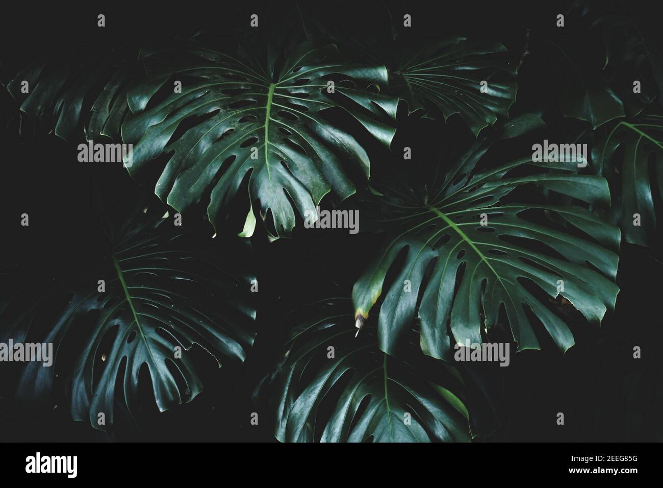 sfondo a foglia verde scuro e testurizzato Foto Stock