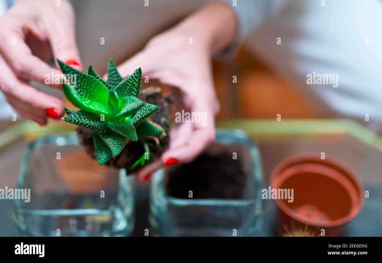 fotografia di dettaglio di un mini cactus che viene trapiantato in un nuovo vaso di vetro in primavera. sfondo di una donna fuori fuoco. concetto di coltivazione e d Foto Stock