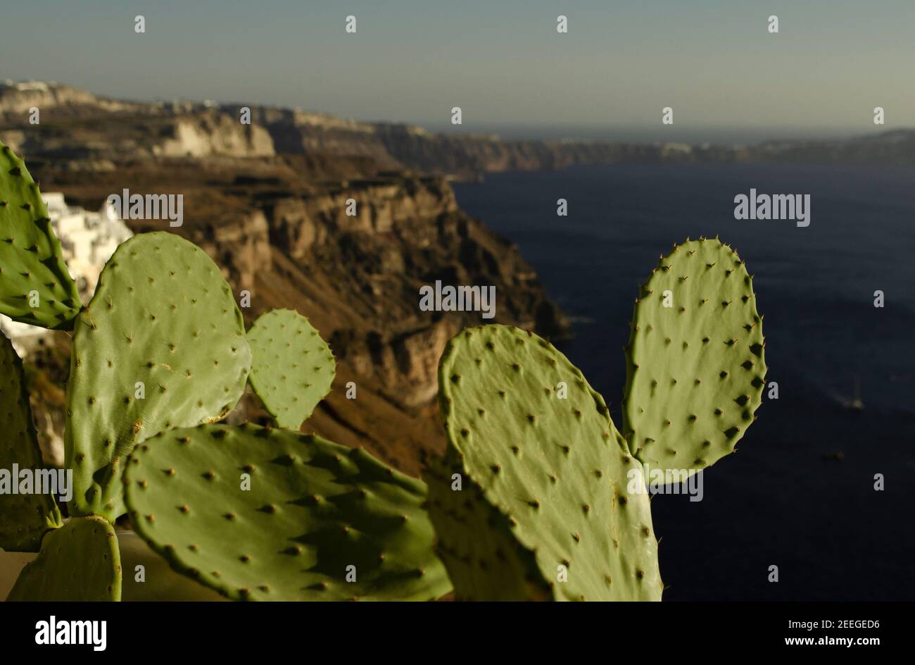 closeup foglie di cactus, vista mare. Isola di Santorini Grecia Foto Stock