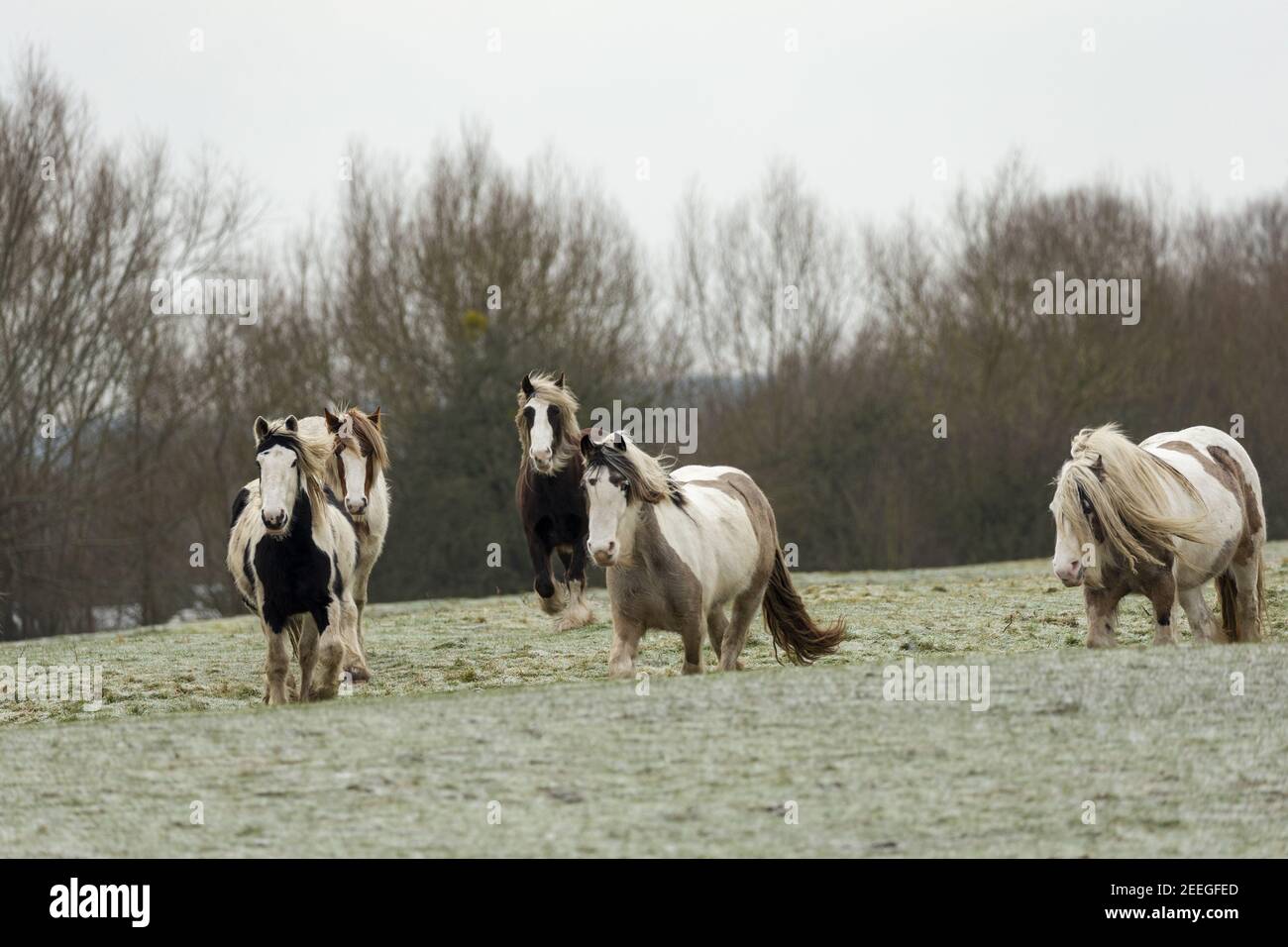 Free roaming gitan vanner Horse a Port Meadow Oxford England Europa Foto Stock