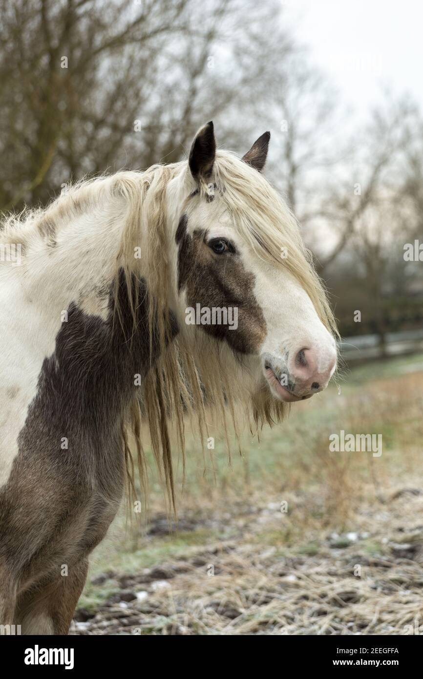 Free roaming gitan vanner Horse a Port Meadow Oxford England Europa Foto Stock
