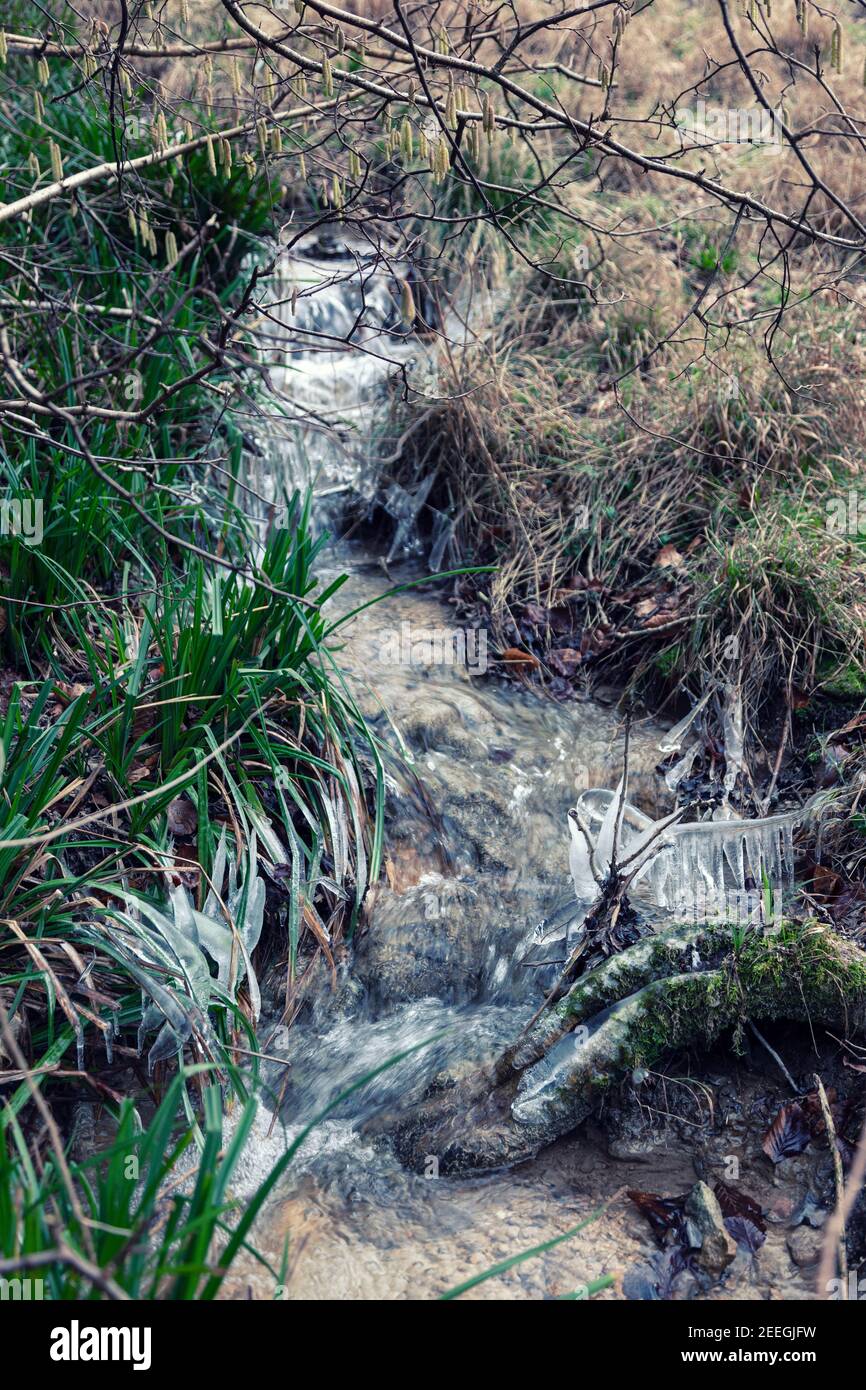 Iciclette che crescono su erbe e ramoscelli intorno ad un torrente che scorre attraverso boschi di faggio vicino a Stroud, Regno Unito Foto Stock