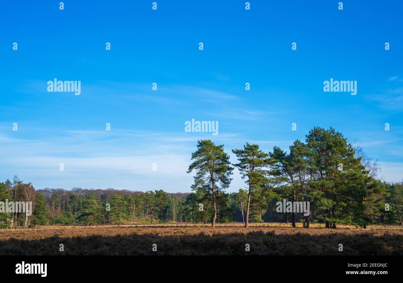 Heath paesaggio in una soleggiata giornata invernale Foto Stock