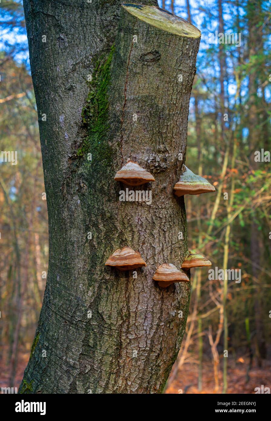 Faggio con funghi toder multipli (Fomes fomentarius) Foto Stock
