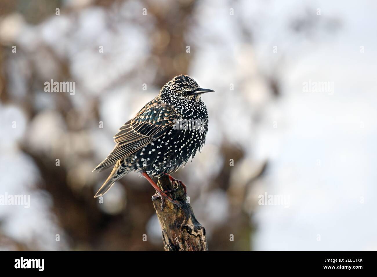Starling comune (Sturnus vulgaris) in inverno, Regno Unito Foto Stock Starling comune (Sturnus vulgaris) in inverno, Regno Unito Foto Stock