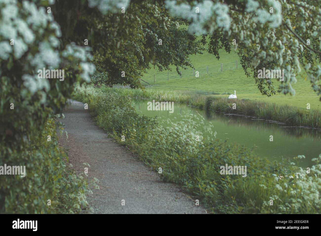 Un cigno muto, cygnus olor sul lato del canale di Montgomery vicino a Welshpool, Powys Mid Wales il giorno di primavera. Foto Stock