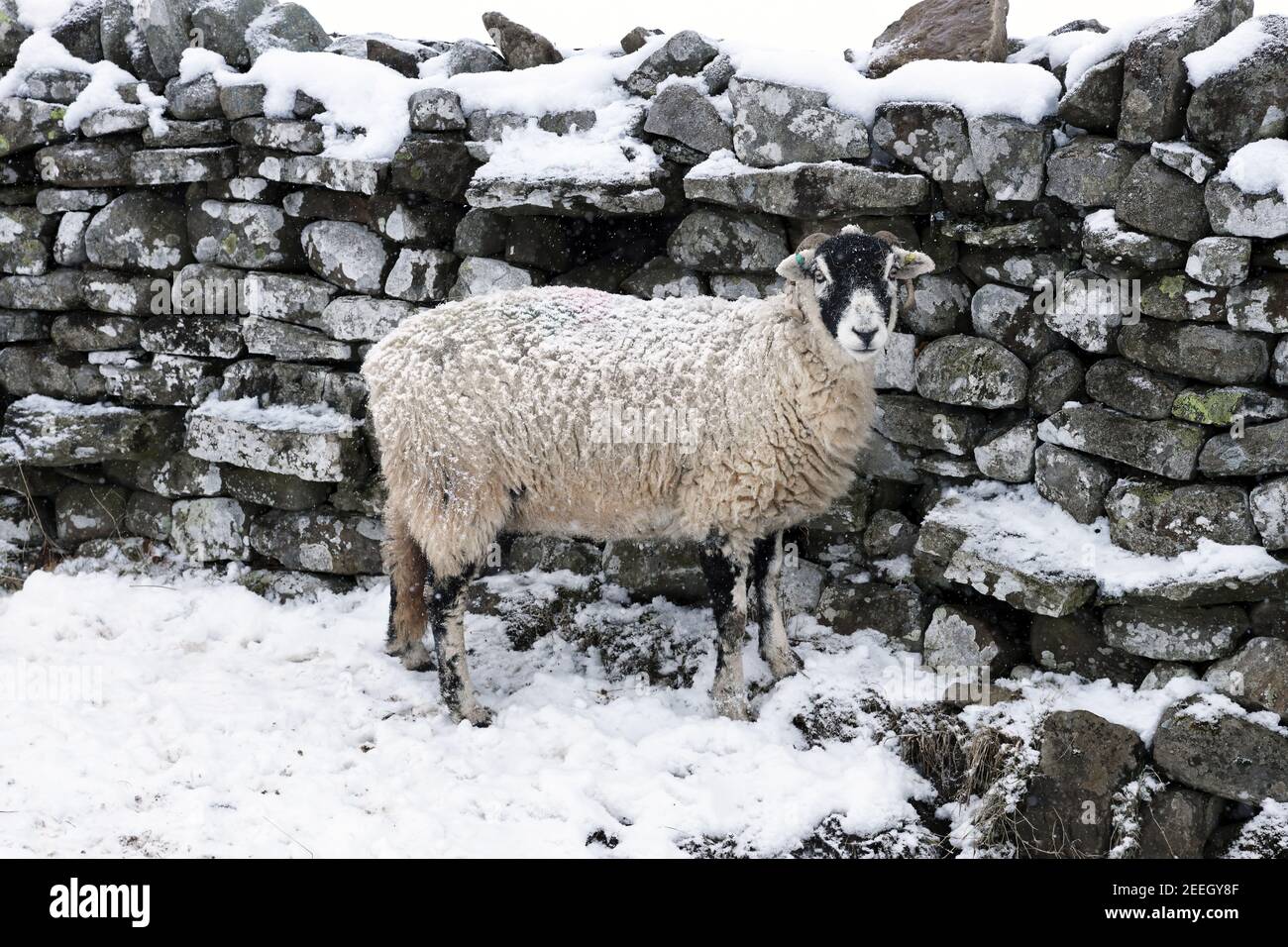 Dales allevò pecore che riparavano dietro un muro di Drystone dal vento e dalla neve, North Pennines, Teesdale, County Durham, Regno Unito Foto Stock