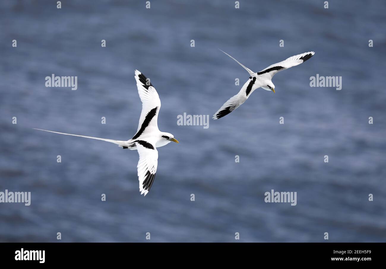 Uccello tropicale dalla coda bianca (Phaethon lepturus) sulla costa meridionale di la Reunion Foto Stock