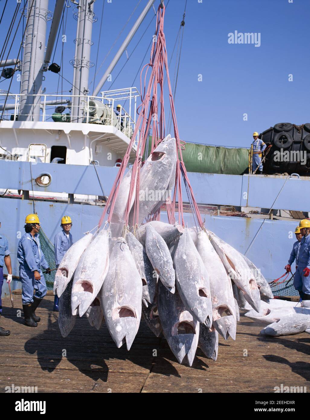 Giappone, Honshu, Shimizu, porto di pescatori, tonno congelato essendo scaricato dalla barca da pesca Foto Stock