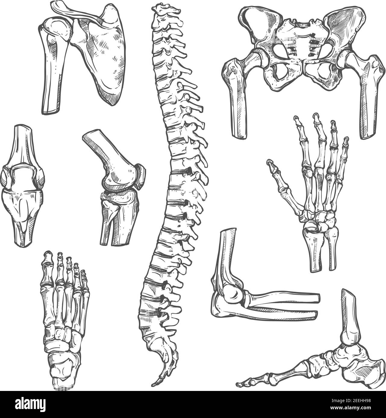 Articolazioni umane e parti del corpo icone di schizzo delle ossa. Gruppo isolato vettoriale di pelvi della colonna vertebrale, scapola o gomito della spalla, ginocchio della gamba e caviglia del piede, braccio e mano Illustrazione Vettoriale