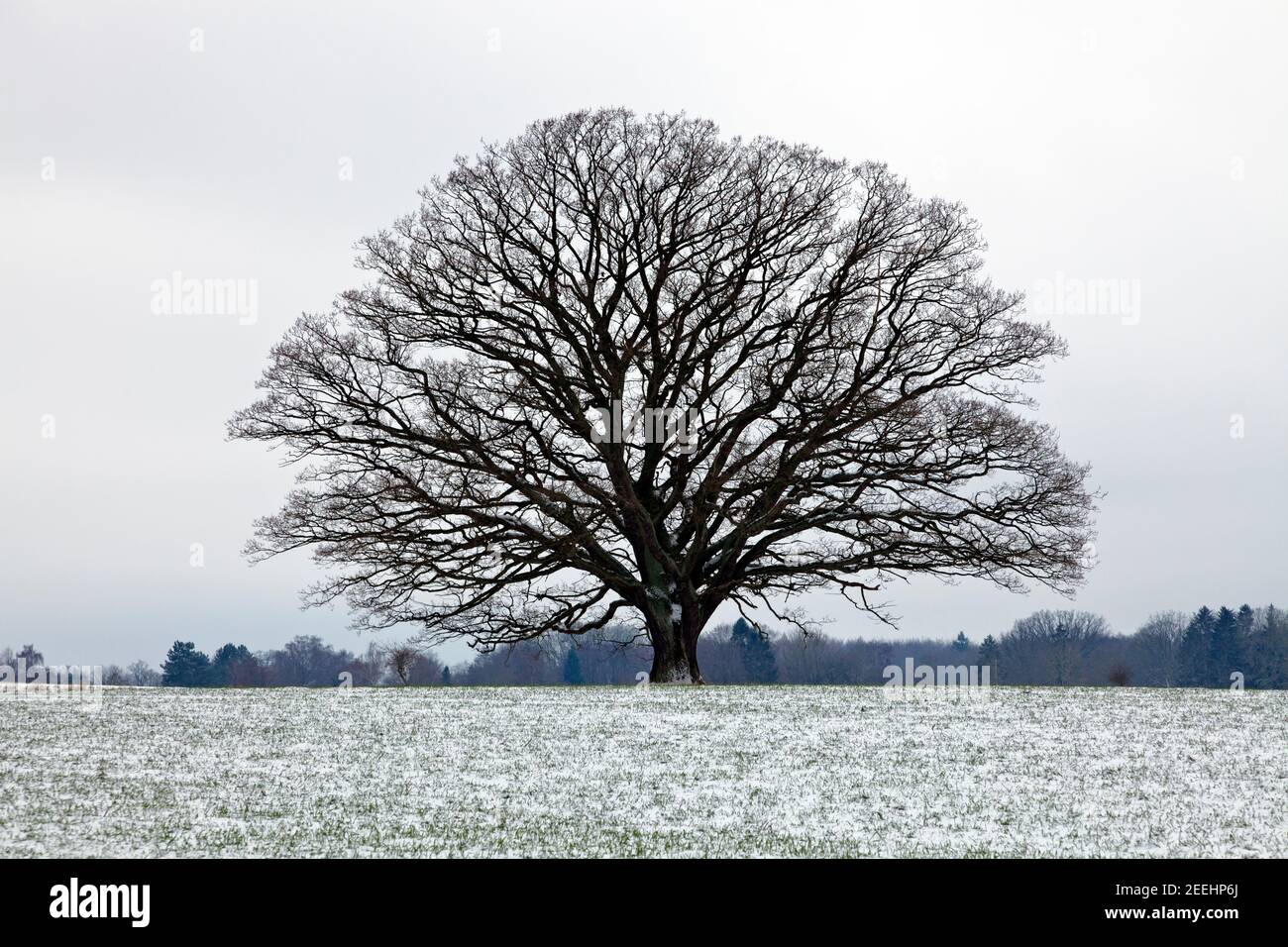 Grande vecchio albero di quercia gigante, quercia comune, quercia inglese, Quercus robur, nel paesaggio invernale, neve e rami senza foglie. Neve su campo con erba. Foto Stock