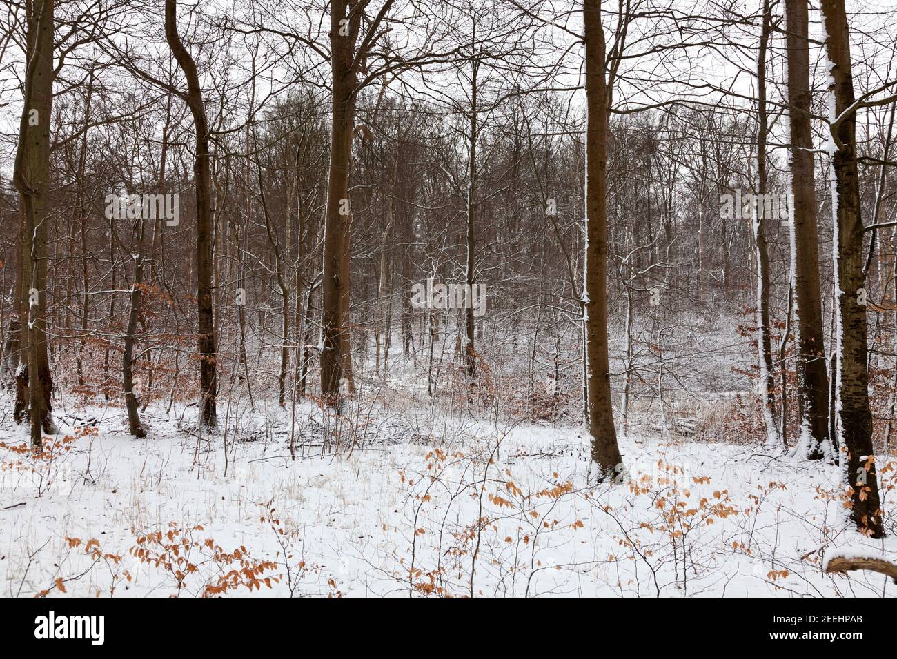 Inverno nella foresta di Folehare nel Nord Sealand, Danimarca. Principalmente gambi di faggio con neve. Foresta mista in background. Paesaggio invernale collinare, paesaggio boscoso. Foto Stock