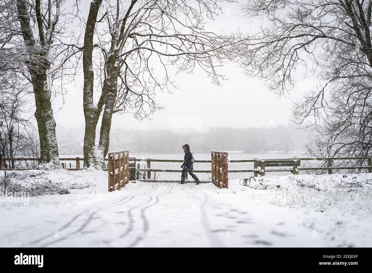 Single Lone anonimo pendolari a piedi per lavorare durante la bizzard invernale e la tempesta di neve pesante si avvolge al caldo durante l'avviso di color ambra con neve profonda Foto Stock