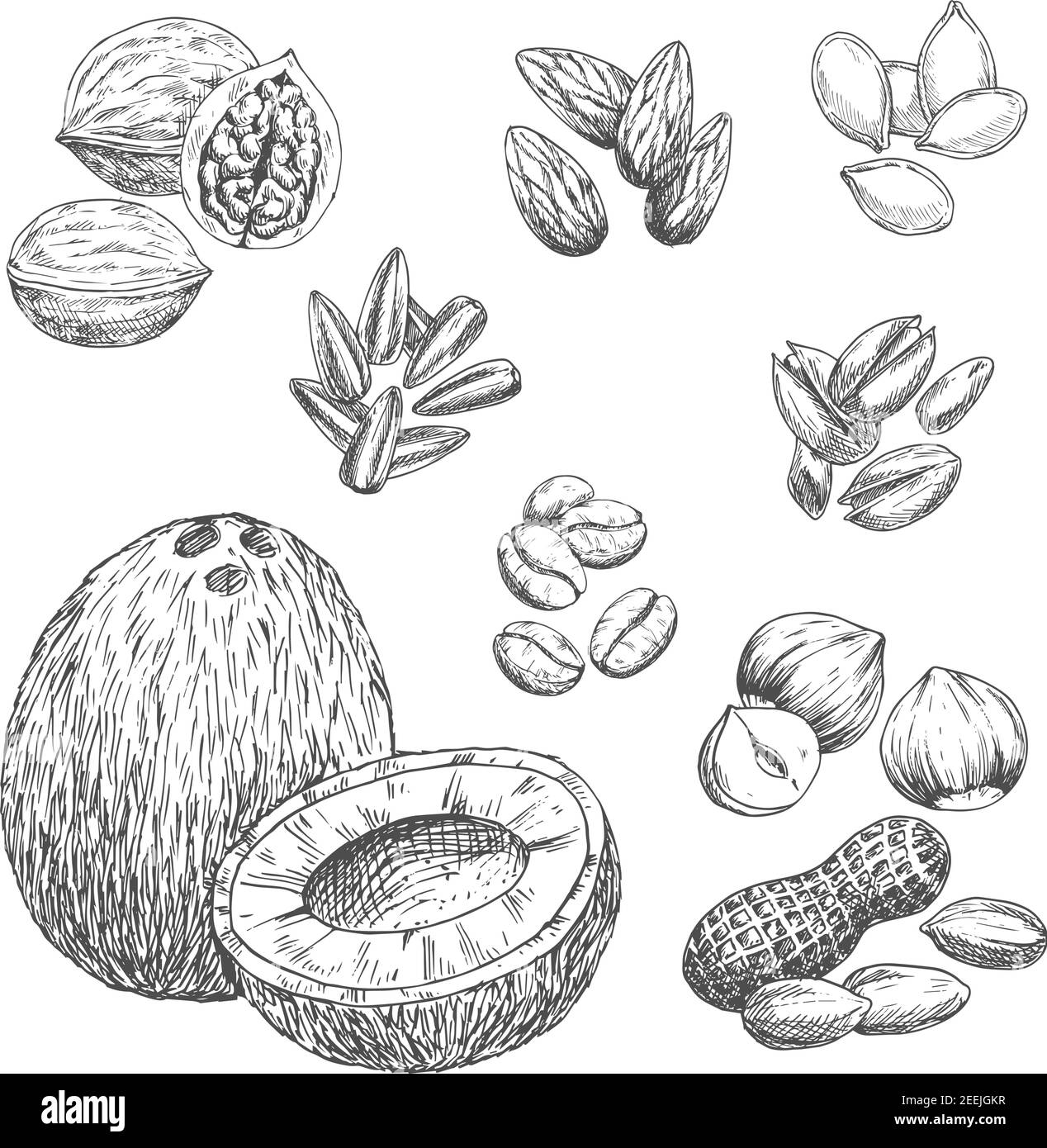 Le noci disegnano icone di cocco, caffè in grani e anacardi o arachidi. Vettore isolato noce o nocciola, girasole e semi di zucca, mandorla o pistacchio Illustrazione Vettoriale