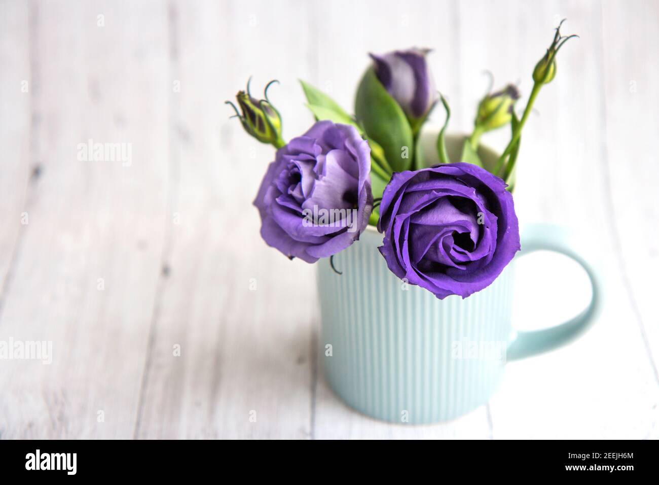 Belle rose viola in una tazza blu su uno sfondo chiaro. Primo piano. Sfondo con spazio di copia Foto Stock