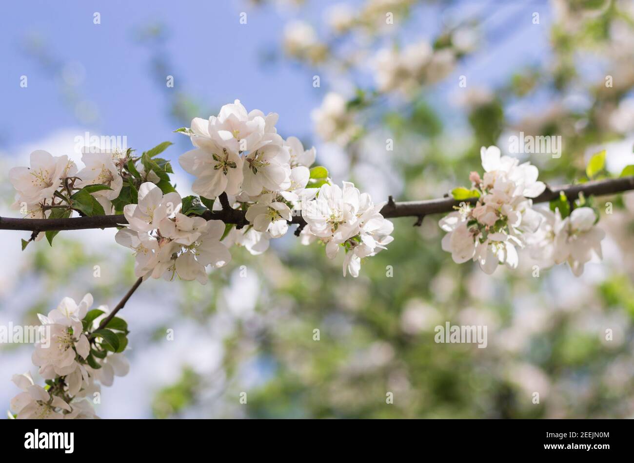 Fiori bianchi sulla mela durante il periodo di fioritura con bella bokeh Foto Stock