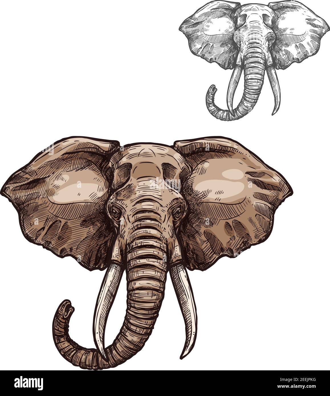 Schizzo animale di mammifero dell'elefante. Testa di elefante africano con pelle grigia, tronco curvo e tusk simbolo isolato per safari viaggio o emblema zoo, t-shirt Illustrazione Vettoriale