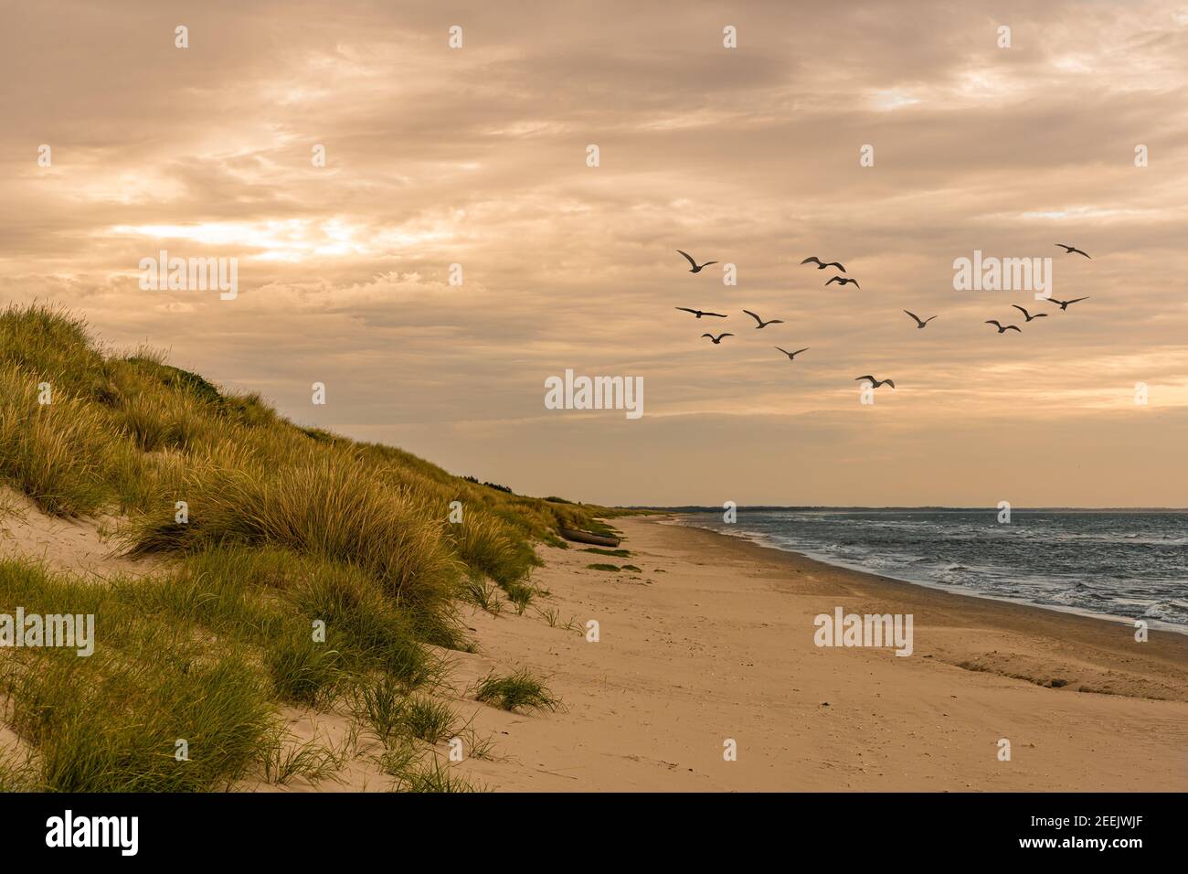 Spiaggia con dune e uccelli sul Mar Baltico in Jutland, Danimarca Foto Stock