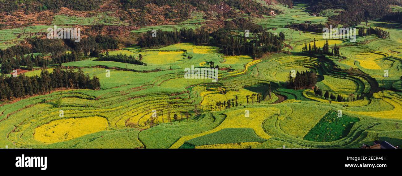 Campi di colza gialli a Luoping, Yunnan, Cina Foto Stock