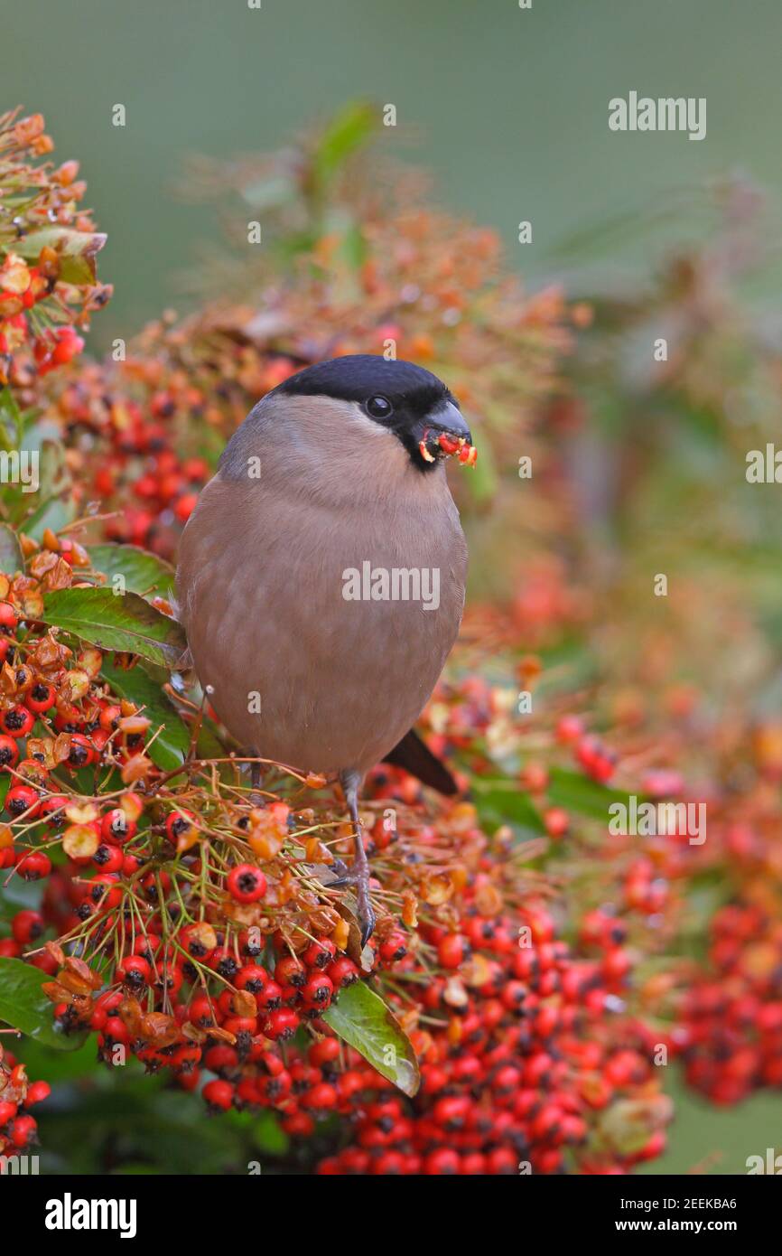 Femmina Eurasian Bullfinch che si nutra sulla foresta di Pyracantha di Dean UK Foto Stock