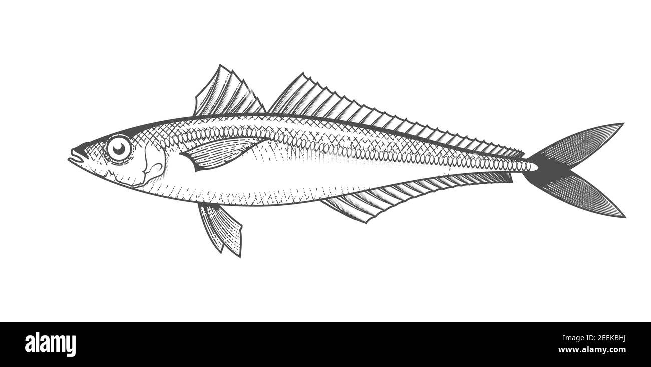 Schizzo di sugarello, pesce disegnato a mano, menu di pesce di sgombro, pesce scad in stile inciso, vettore Illustrazione Vettoriale