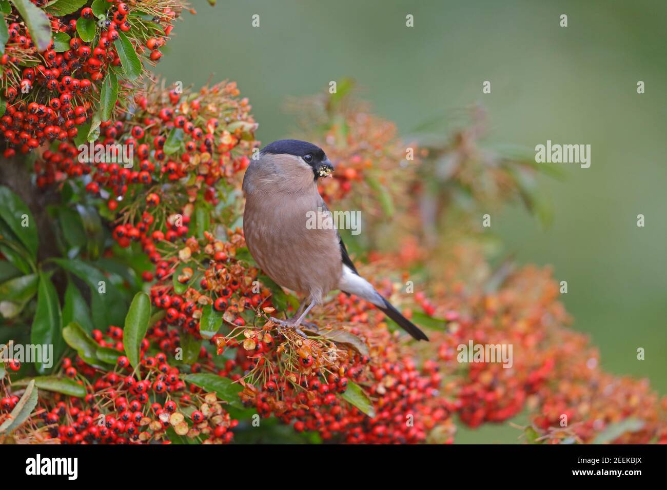 Femmina Eurasian Bullfinch che si nutra sulla foresta di Pyracantha di Dean UK Foto Stock