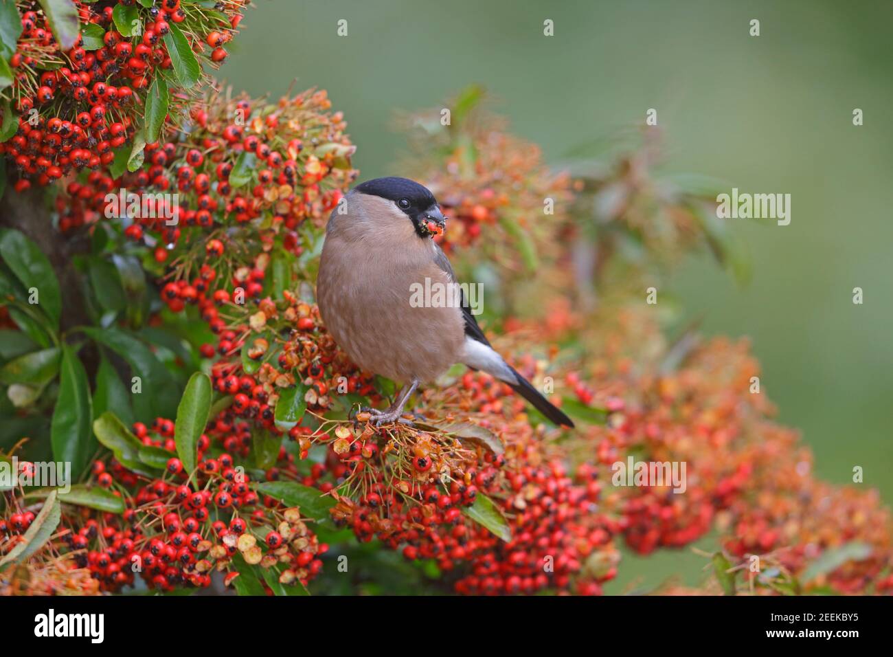 Femmina Eurasian Bullfinch che si nutra sulla foresta di Pyracantha di Dean UK Foto Stock
