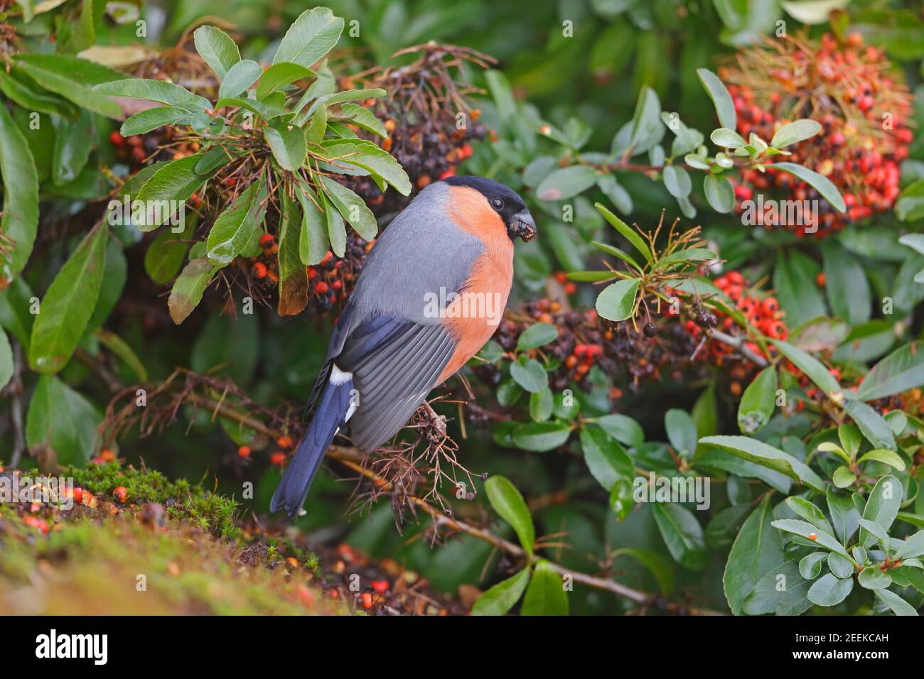 Maschio Eurasian Bullfinch alimentare sulla foresta di Pyracantha di Dean UK Foto Stock