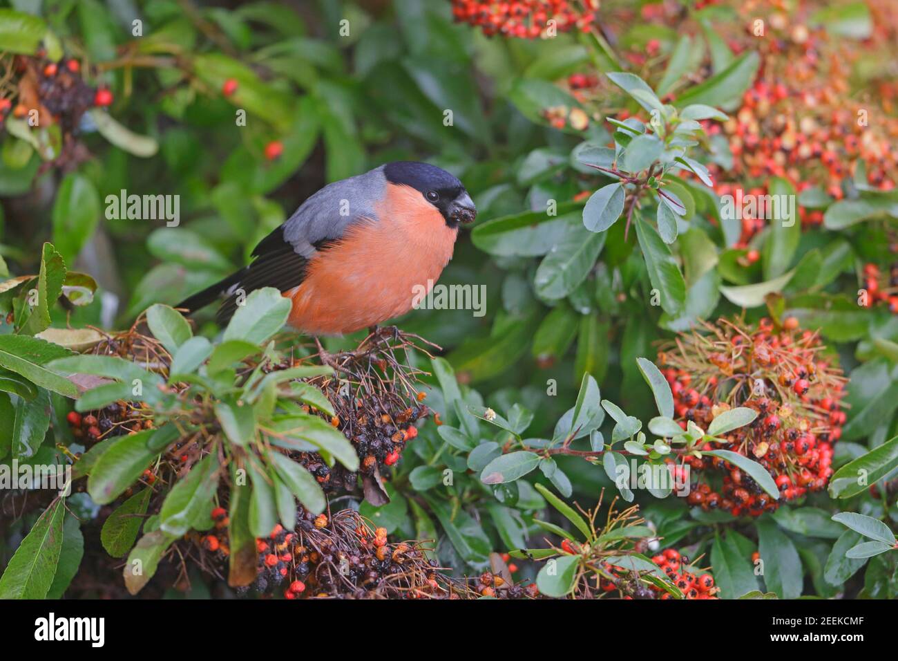 Maschio Eurasian Bullfinch alimentare sulla foresta di Pyracantha di Dean UK Foto Stock