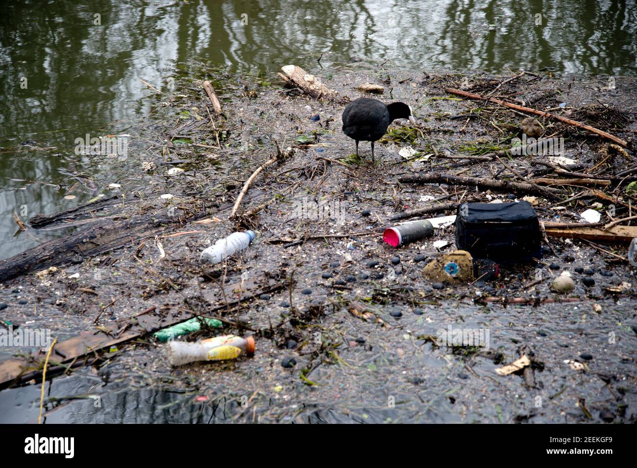 Londra, Hackney. Fiume Lea. Un piede cerca il cibo tra i rifiuti nel canale. Foto Stock