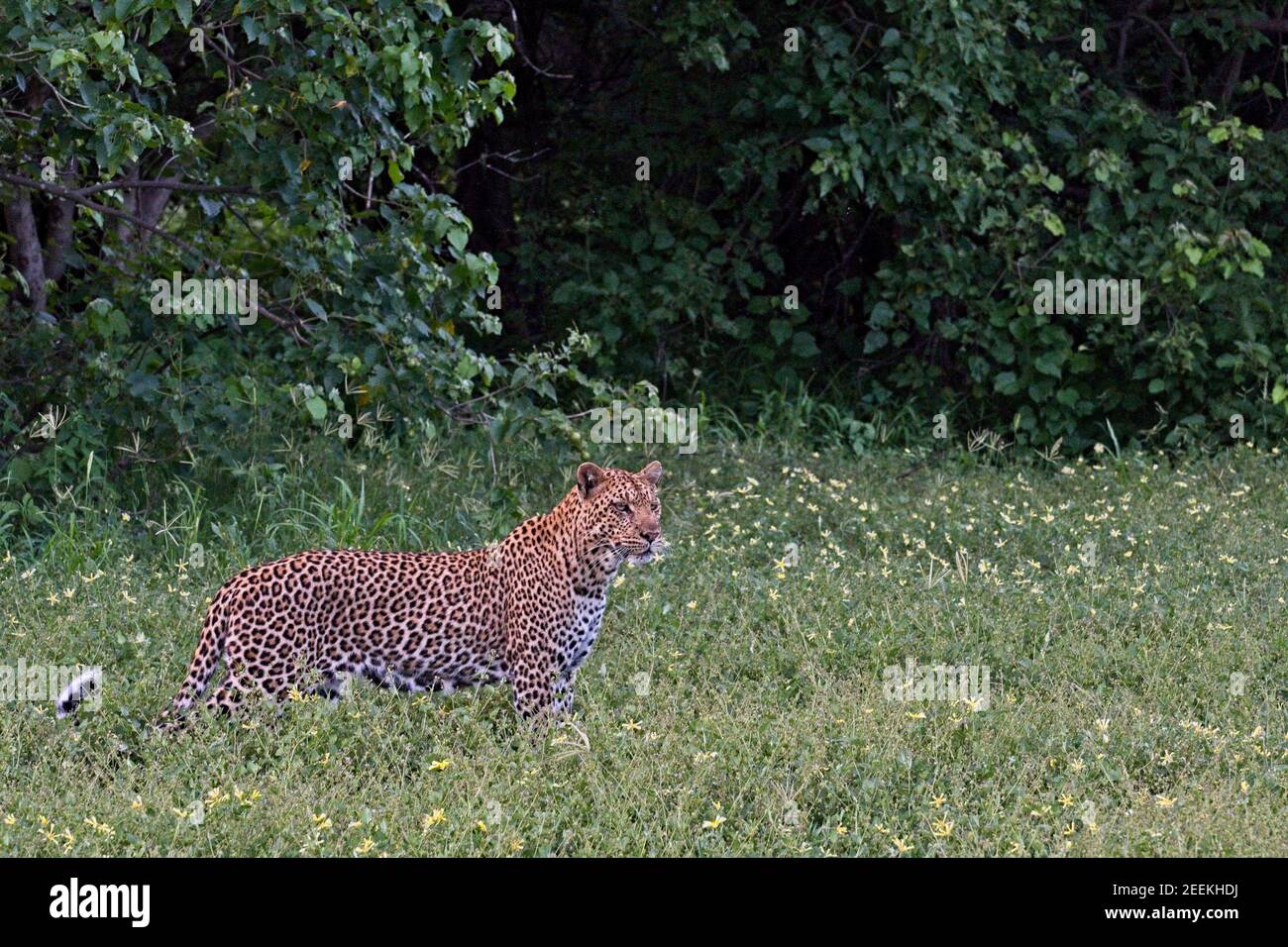 Leopardo su fiori gialli. Foto Stock