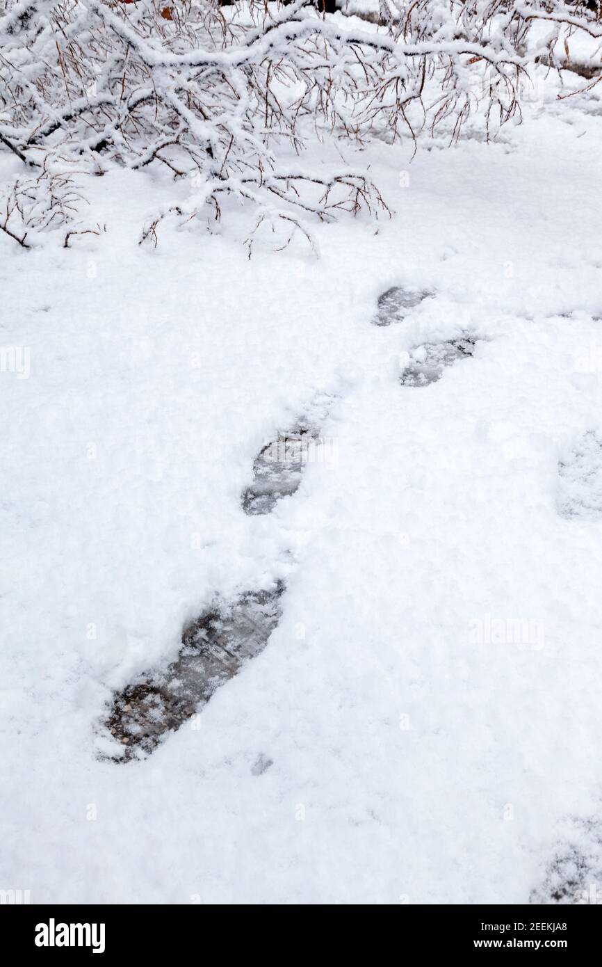 Orme sulla neve, durante una tempesta di neve nel quartiere di Eksarchia, Atene, capitale della Grecia, Europa Foto Stock