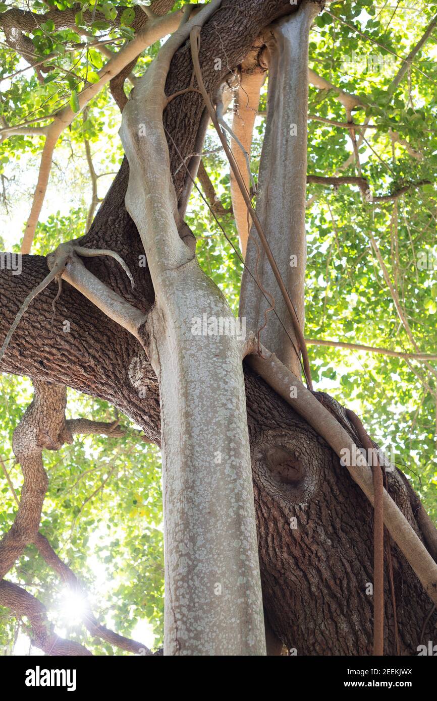 Radice aerea di un fico alto - Ficus altissima - avvolta intorno ad un albero di quercia. Foto Stock