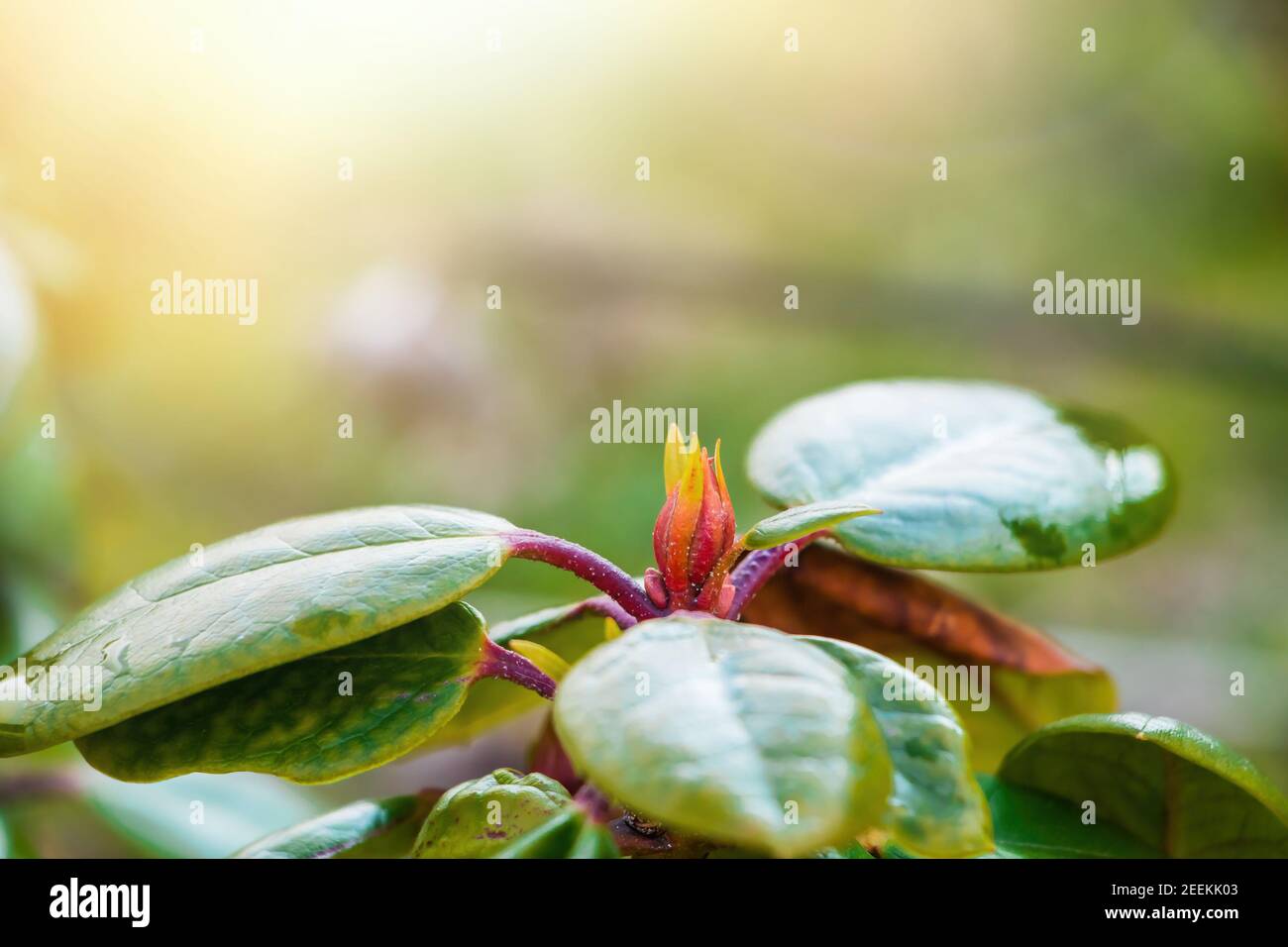 Primi fiori primaverili nel giardino. Gemme verdi di piante vicino. Messa a fuoco selettiva. Foto Stock