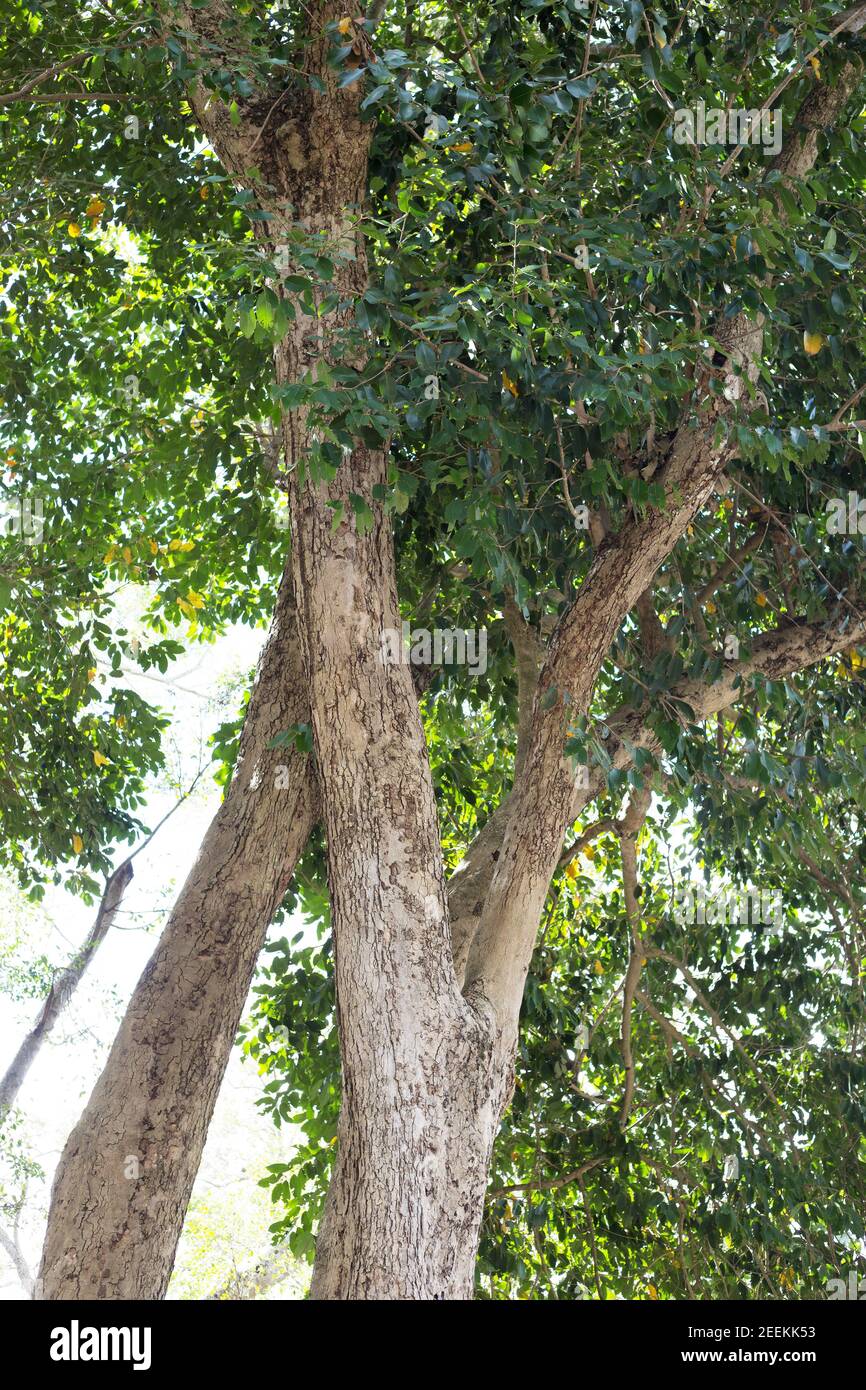 Syzygium cumini - albero di susina di giava. Foto Stock