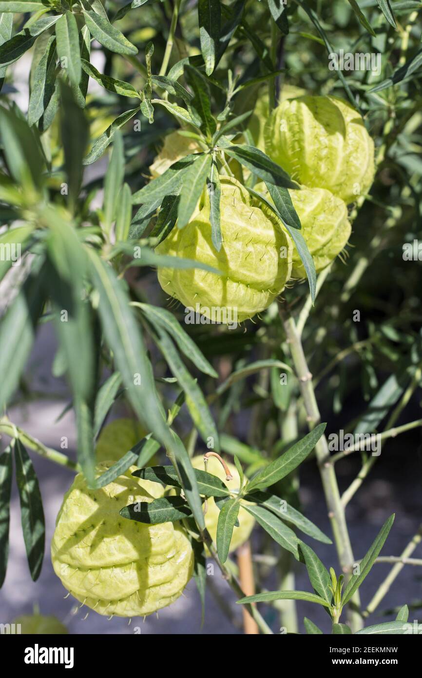 Asclepias physocarpa - "gioielli di famiglia" di alghe mungose. Foto Stock