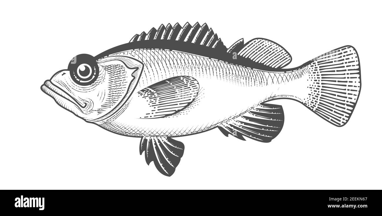 Disegno di Rosefish, pesce persico o vedova rock, menu di frutti di mare di cernia di salmone, pesce in stile inciso, vettore Illustrazione Vettoriale