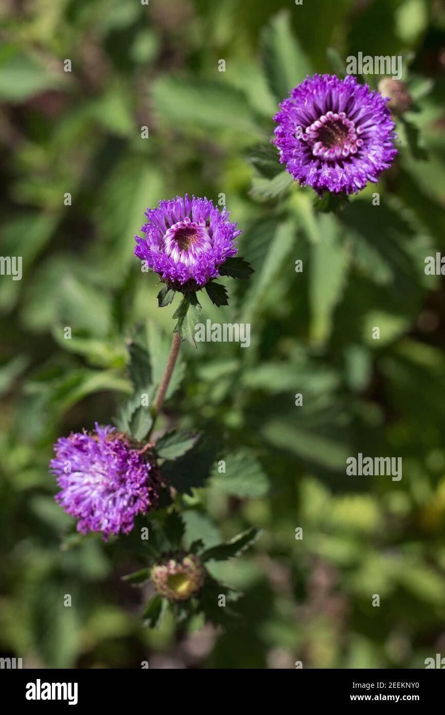 Centratherum punctatum - Bachelor brasiliana bottoni fiori. Foto Stock