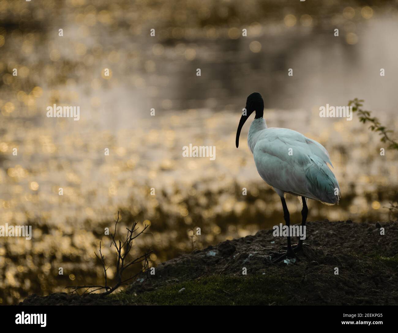 Ibis con testa nera o Threskiornis melanocephalus o ibis bianco orientale O ibis bianco indiano o ibis a collo nero godendo l'ambiente sole e il Foto Stock